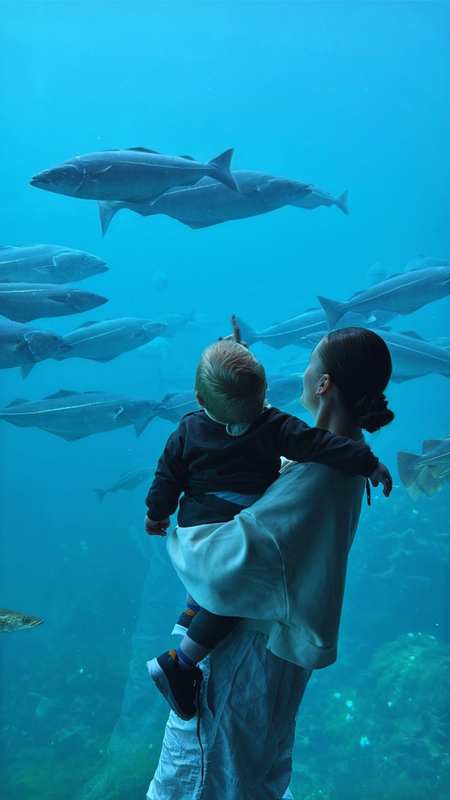 Atlantic Sea-Park, Trøndelag — Aquarium showcasing life along the Norwegian coast and Atlantic Ocean.